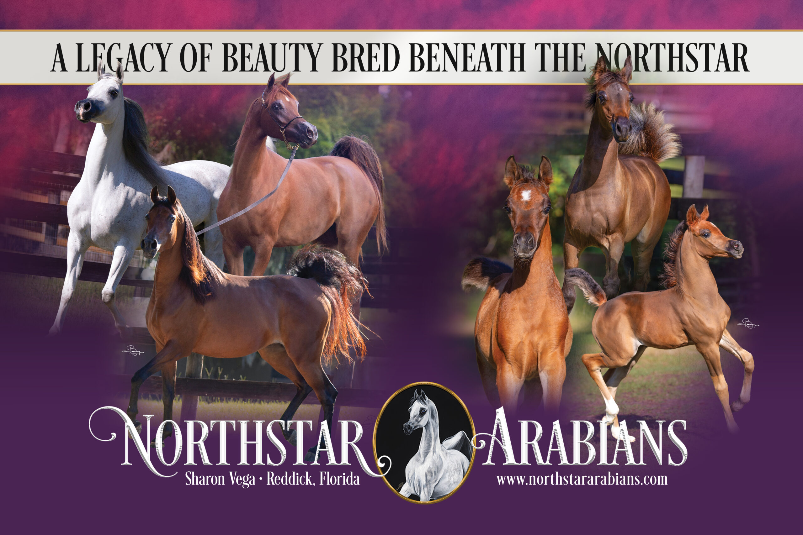 Northstar_R12 Ad