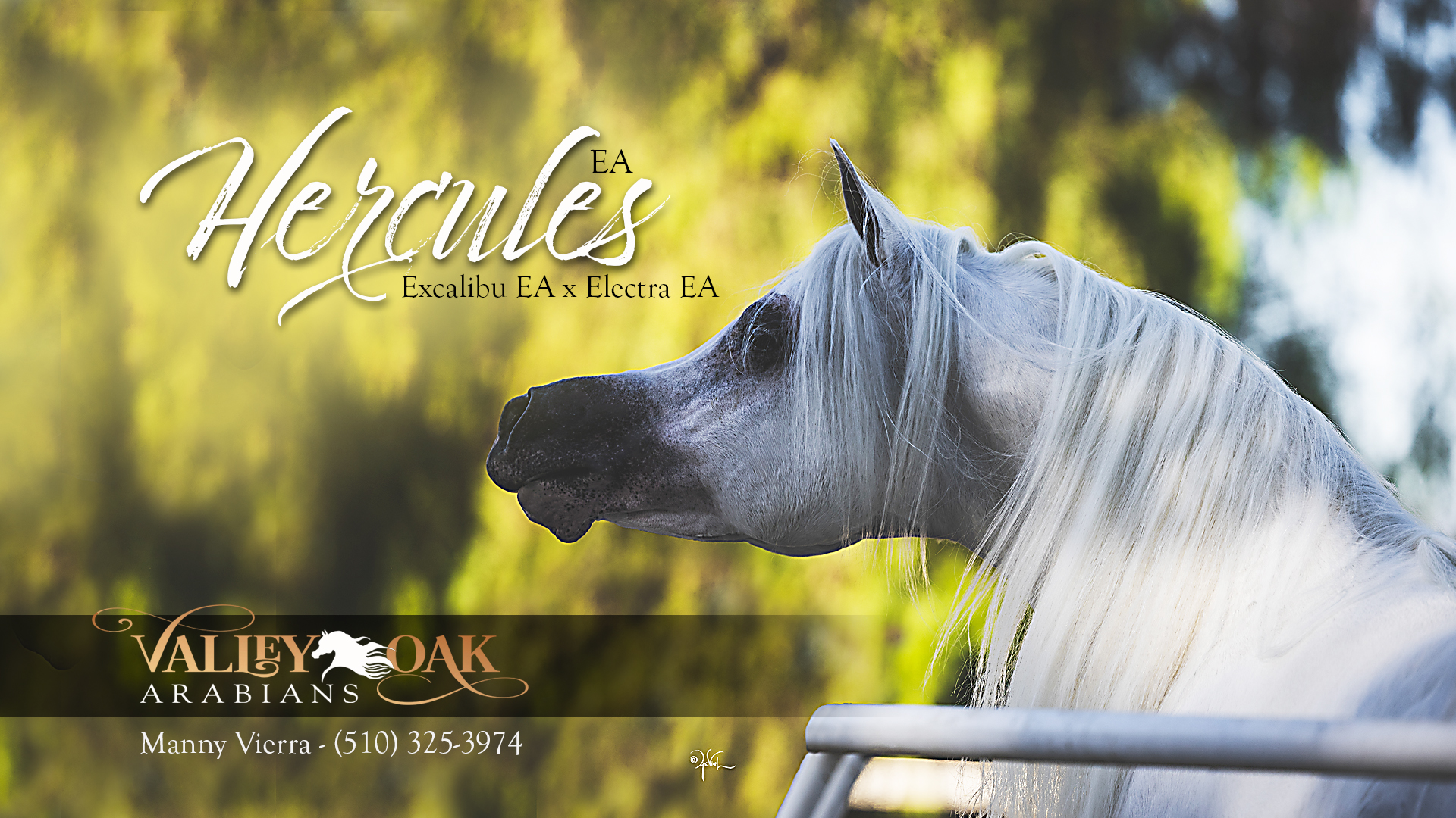 Valley Oaks_Hercules_LED_Screen copy